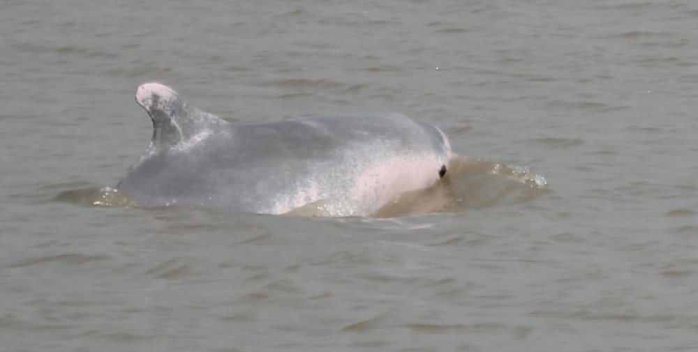 Sousa chinensis in Gulf of Mottama